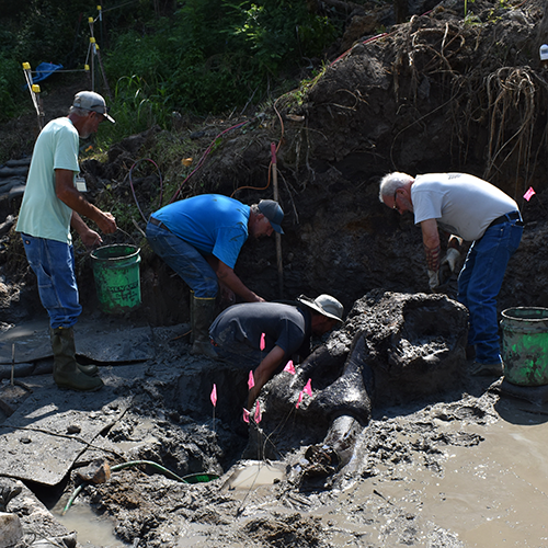 four men excavating a mastodon skull in mud