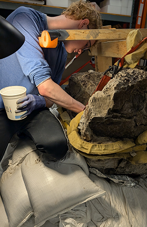 A man cleans a mastodon skull
