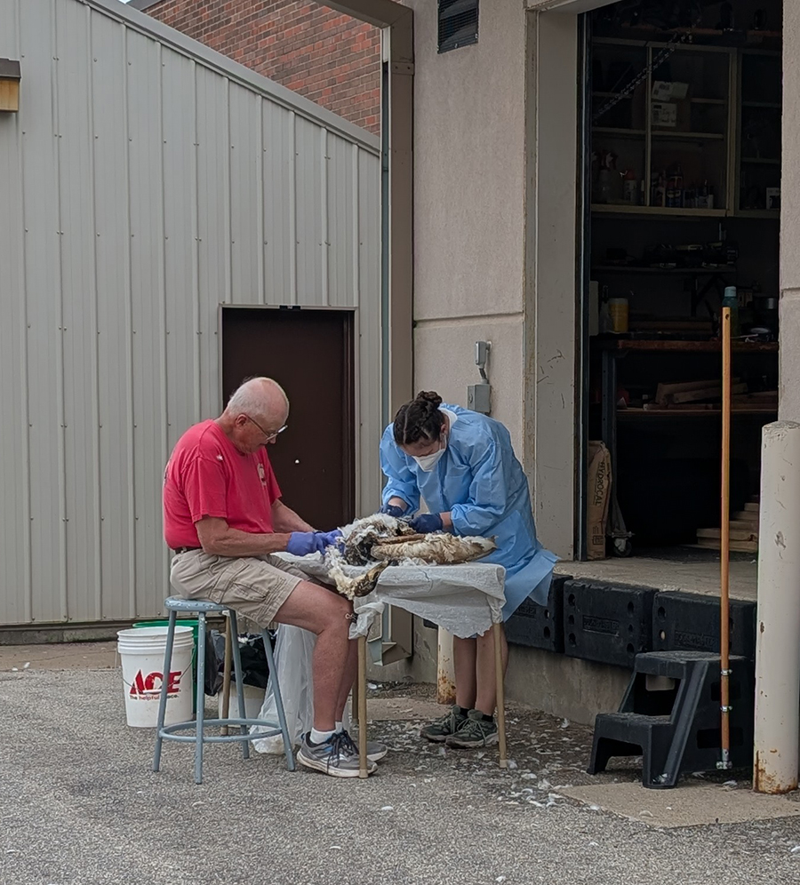 A man and a woman at an outdoor table removing feathers from a deceased bird