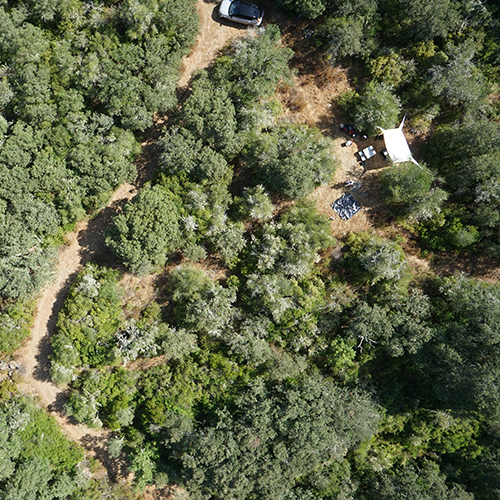 An aerial photo of a shrubby forest