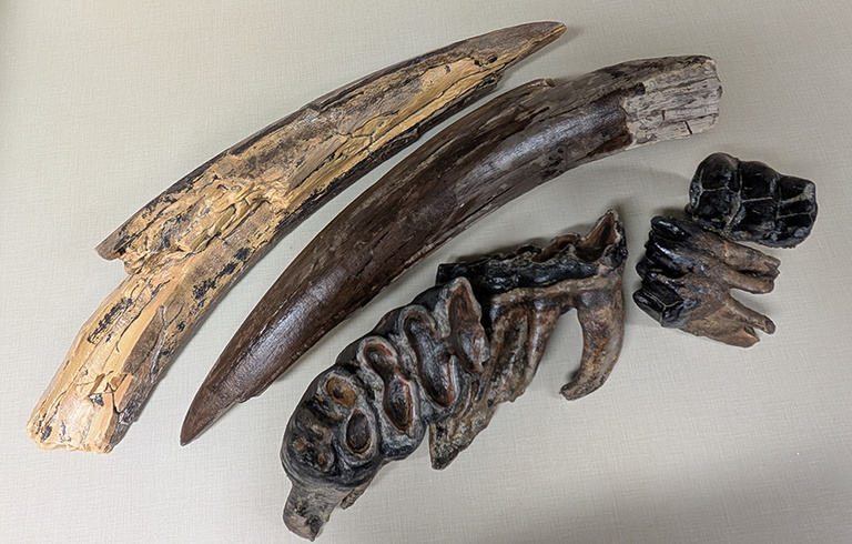 Complete 3D printed mastodon tusks and teeth after painting