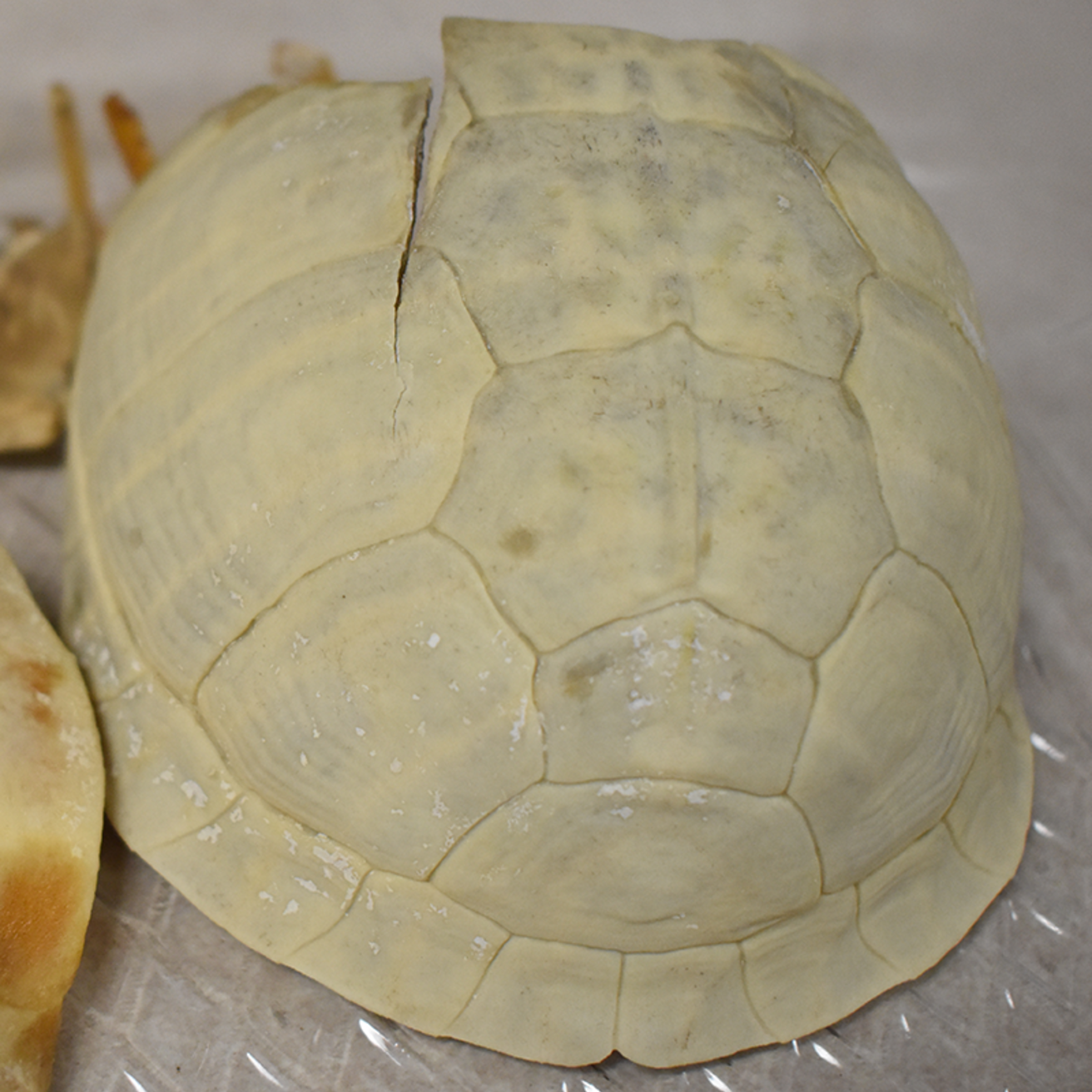 photo of a turtle carapace skeleton