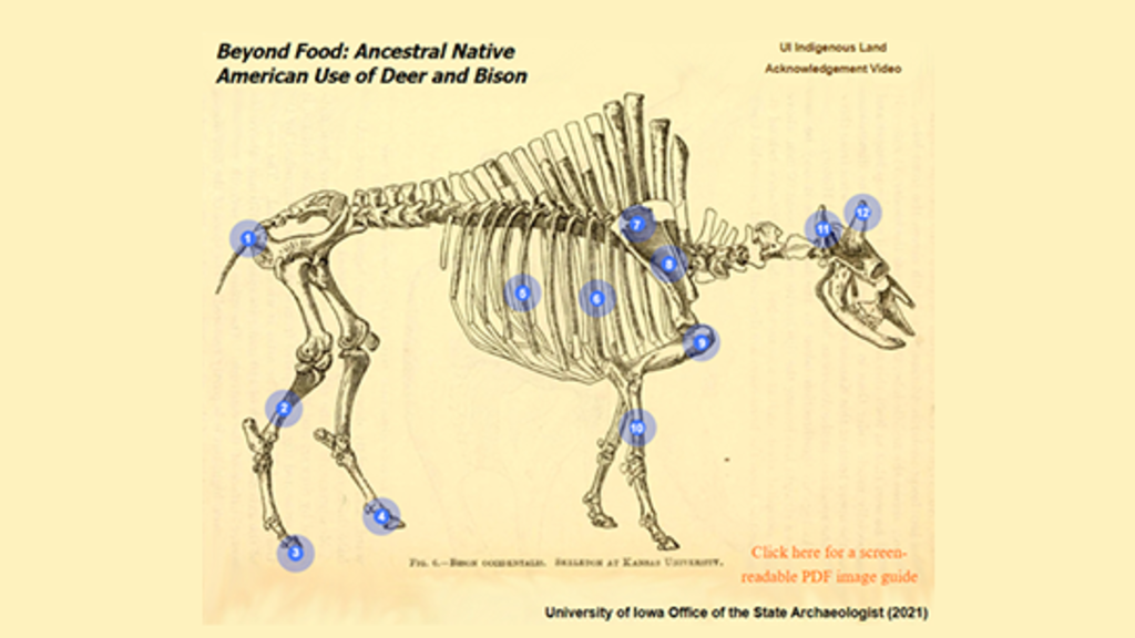 Screenshot of interactive site showing a bison skeleton and circled numbers indicating hotspots