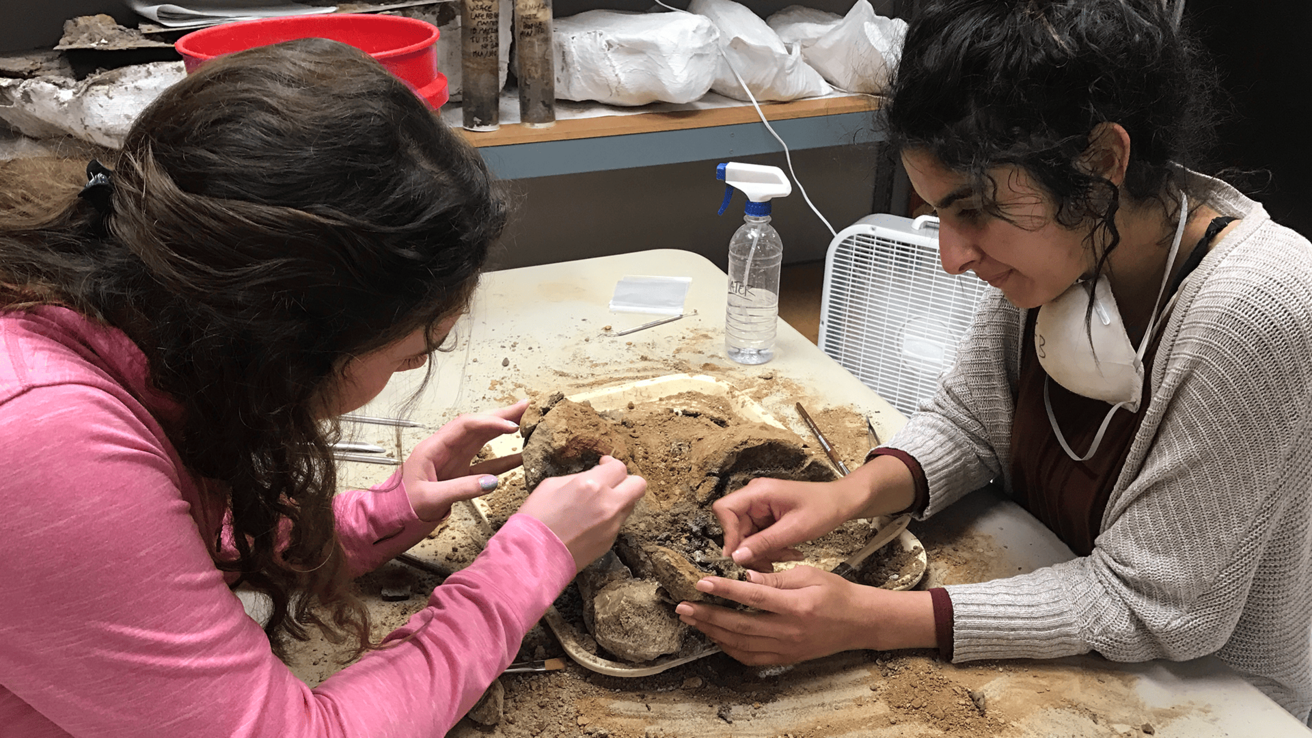 Two students clean a large piece of mammoth bone with picks