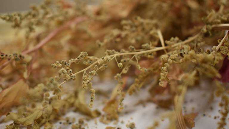 A close-up image of dried chenopodium plant