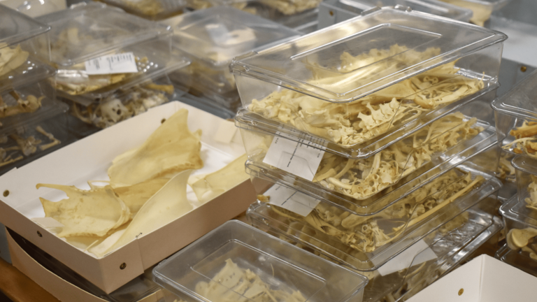 Clear containers of animal bone